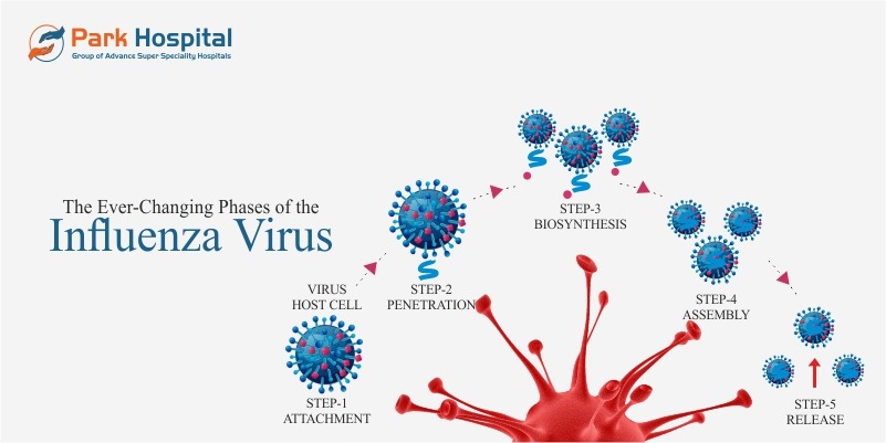 The ever-changing phases of the influenza virus